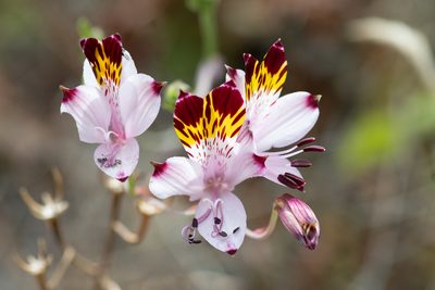Alstroemeria pulchra, photographed by Darío De la Fuente
