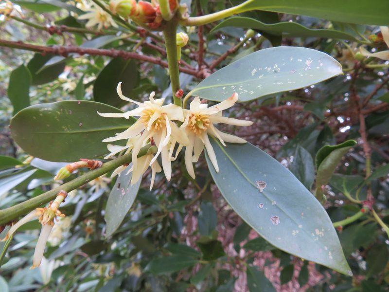Illicium anisatum, photographed by Marco Mussita