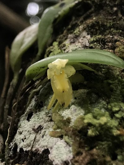 Pleurothallopsis powersii, photographed by Nicolás Baresch Uribe