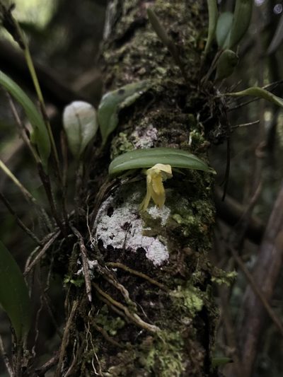 Pleurothallopsis powersii, photographed by Nicolás Baresch Uribe