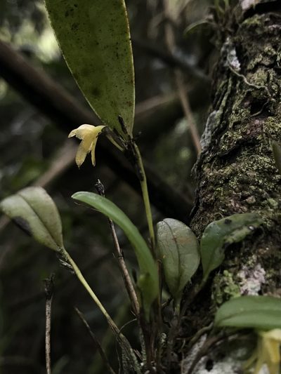 Pleurothallopsis powersii, photographed by Nicolás Baresch Uribe