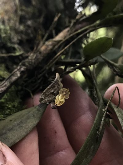 Pleurothallopsis striata, photographed by Nicolás Baresch Uribe