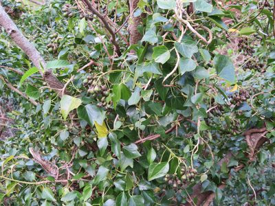 Hedera rhombea, photographed by Marco Mussita