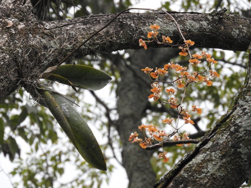 Trichocentrum luridum, photographed by Victor De la Cruz