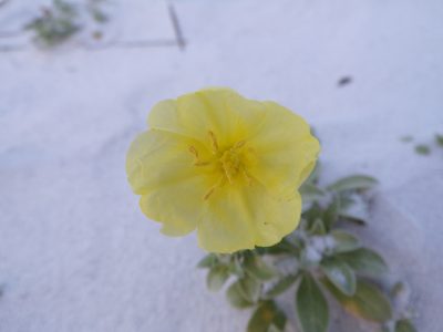 Oenothera humifusa, photographed by chloe ⋆˚꩜｡