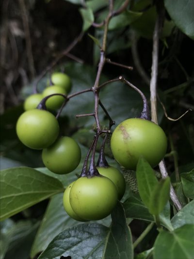 Solanum luculentum, photographed by Nicolás Baresch Uribe