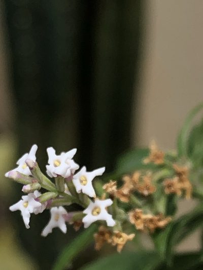 Aloysia citrodora, photographed by Antonio W. Salas
