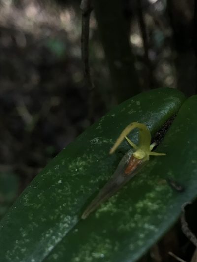 Pleurothallis microcardia, photographed by Nicolás Baresch Uribe
