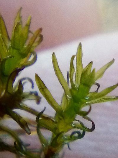 Tridontium tasmanicum, photographed by Stephen Thorpe