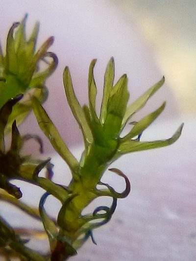 Tridontium tasmanicum, photographed by Stephen Thorpe