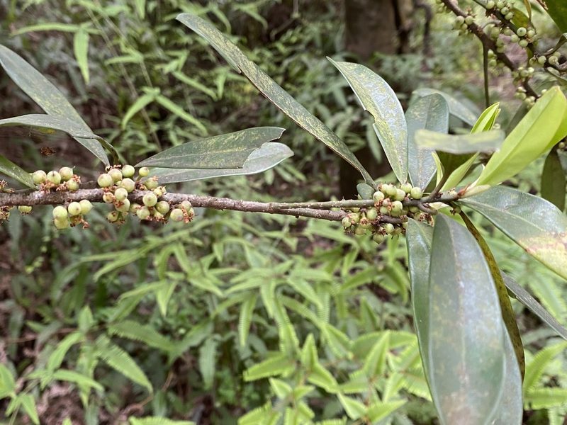 Myrsine seguinii, photographed by 古淑玲
