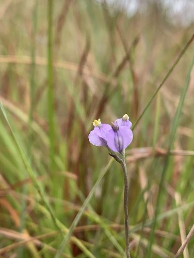 Burmannia biflora, photographed by Brandon Corder