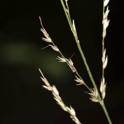 Arundinella nepalensis, photographed by Kym Nicolson
