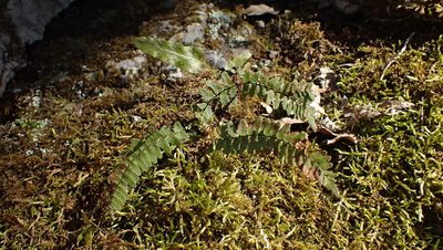 Asplenium resiliens, photographed by John Abrams