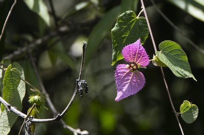 Dalechampia aristolochiifolia, photographed by David F. Belmonte