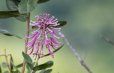 Oreocallis grandiflora, photographed by David F. Belmonte