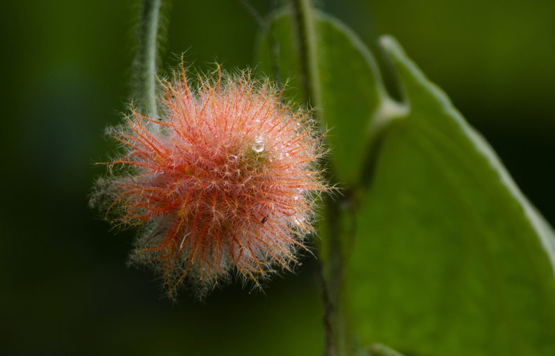 Gurania eriantha, photographed by David F. Belmonte