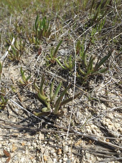 Dudleya multicaulis, photographed by Amy