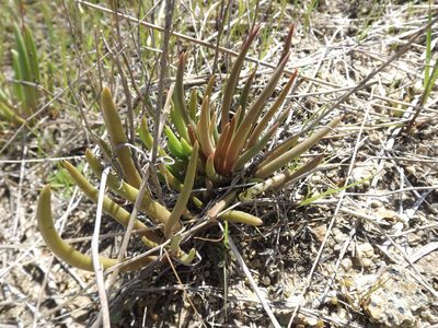 Dudleya multicaulis, photographed by Amy