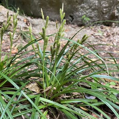 Carex sociata, photographed by Takaaki Hattori