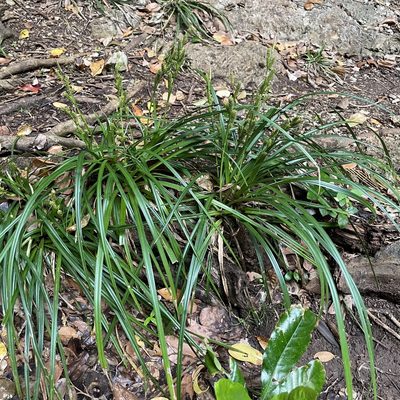 Carex sociata, photographed by Takaaki Hattori