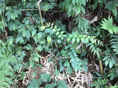Zanthoxylum scandens, photographed by Cheng-Tao Lin