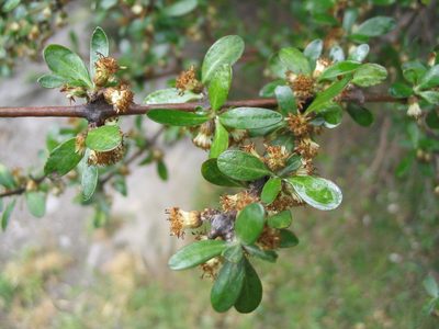 Olearia fimbriata, photographed by John Barkla
