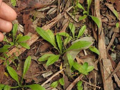 Plantago debilis, photographed by Greg Tasney