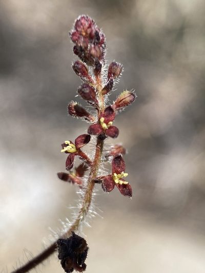 Tragia nepetifolia, photographed by Matt Berger