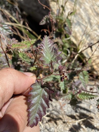 Tragia nepetifolia, photographed by Matt Berger