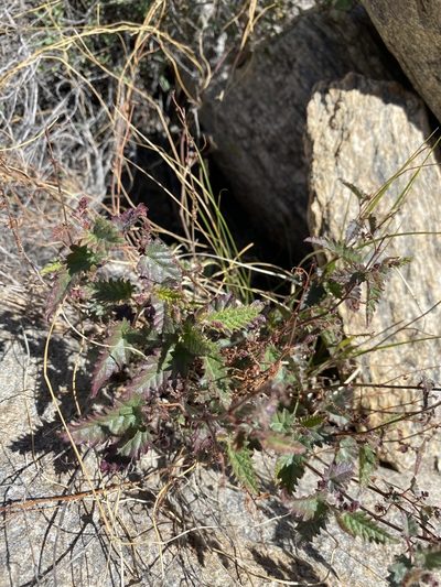 Tragia nepetifolia, photographed by Matt Berger