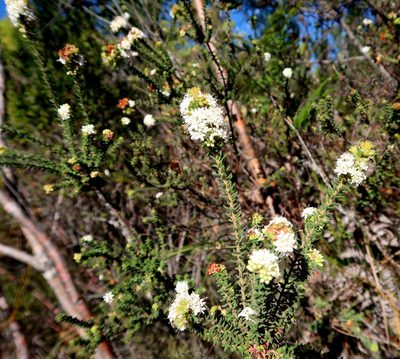 Agathosma planifolia, photographed by Di Turner