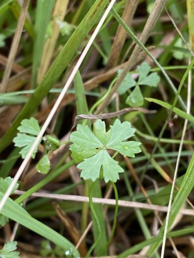Hydrocotyle paludosa, photographed by Greg Tasney