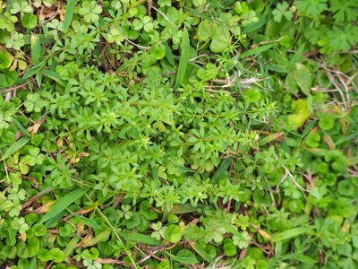 Galium spurium, photographed by 葉子
