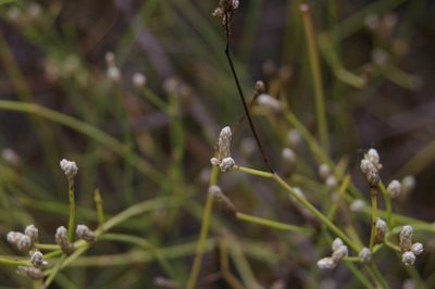 Alternanthera filifolia, photographed by Don Johnston