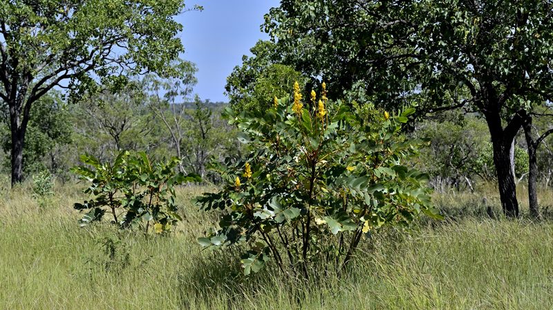 Senna magnifolia, photographed by garywwilson