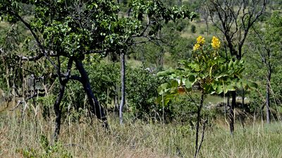 Senna magnifolia, photographed by garywwilson