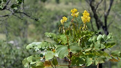 Senna magnifolia, photographed by garywwilson
