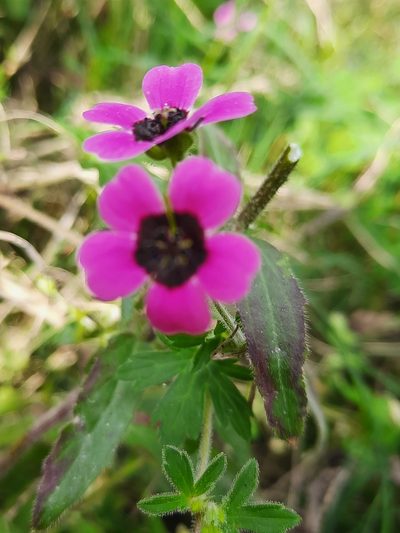 Geranium ocellatum, photographed by Abhinav Thakur
