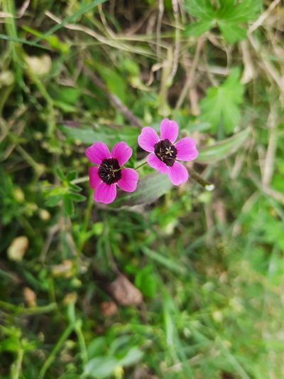Geranium ocellatum, photographed by Abhinav Thakur