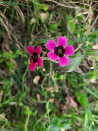 Geranium ocellatum, photographed by Abhinav Thakur
