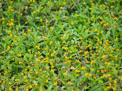 Acmella uliginosa, photographed by 葉子