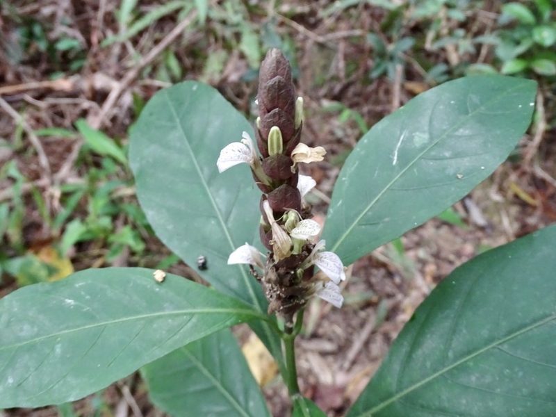 Justicia ventricosa, photographed by Toby Y
