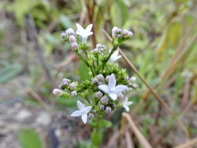 Hedyotis lancea, photographed by Toby Y