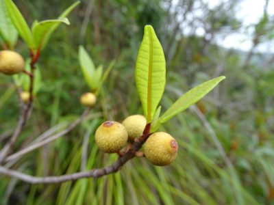 Ficus variolosa, photographed by Toby Y
