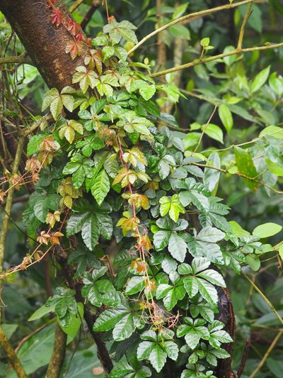 Tetrastigma obtectum, photographed by 葉子