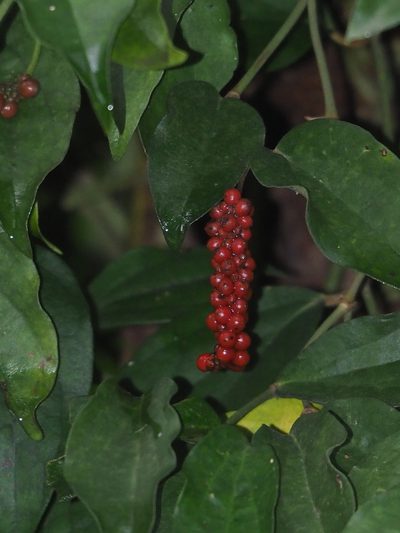 Piper taiwanense, photographed by 葉子