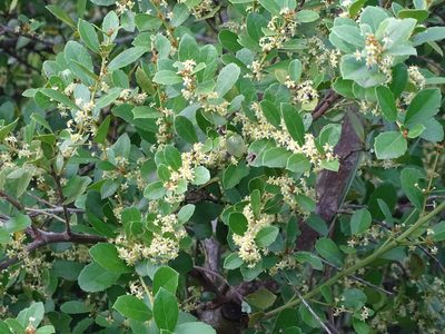 Maytenus procumbens, photographed by Shaun Swanepoel