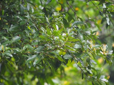 Litsea hypophaea, photographed by 葉子