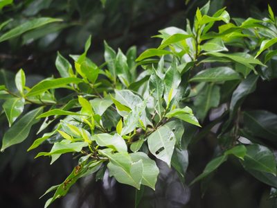 Ficus ampelos, photographed by 葉子